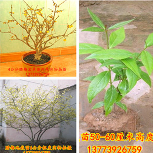 狗牙 腊梅苗 腊梅盆景 老桩腊梅 狗牙梅 腊梅花 观花腊梅树 腊梅树苗