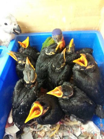 淘宝网购物-2015头窝\/越南小鹩 手养鸟 宠物鸟