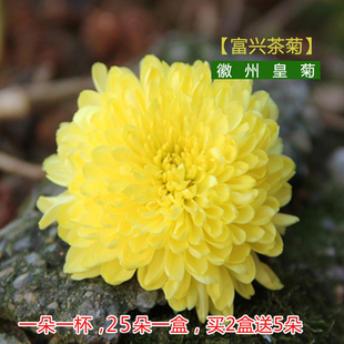 徽州皇菊特级金丝大皇菊黄山贡菊花茶一朵一杯听装包邮16冠皇王花