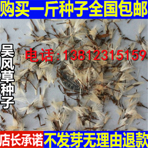 吴凤草种子 八角鸟 活血莲 荷叶三七 橐吾 药材种子 新种子包发芽