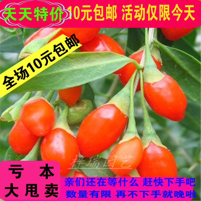 纯野生药用特菜 枸杞子 五味子 决明子 牛蒡子 板蓝根
