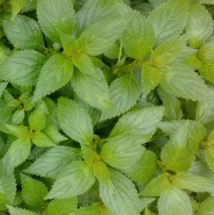 溪黄草 新鲜 熊胆草 溪黄草 溪黄草干品