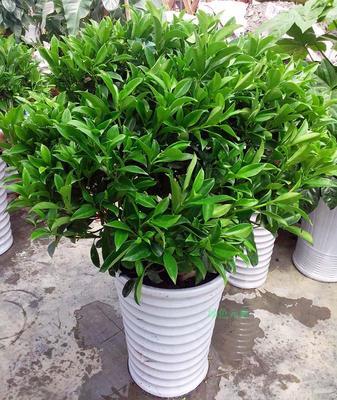 客厅办公室大型花卉植物万年青盆栽四季常青净化空气吸甲醛