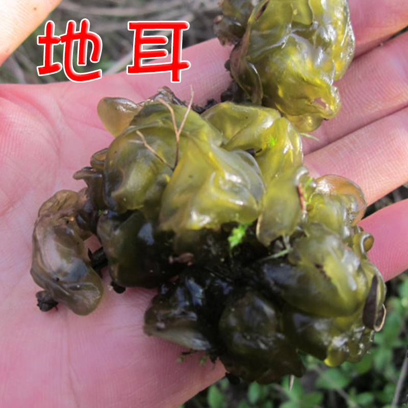 湘西天然野生新鲜地皮菜 雷公丝地衣地木耳地软 农家自采自销
