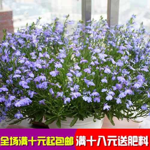 泛美 垂吊型半边莲种子 赛船系列进口六倍利翠蝶花丸化花种子盆栽