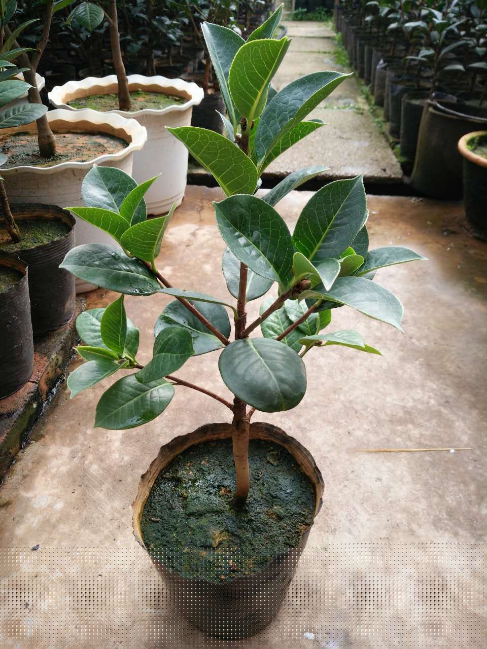 恨天高茶花