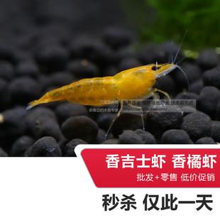 优鱼水族鱼缸香吉士虾山吉士橘米虾观赏虾宠物虾香桔虾活体除藻虾