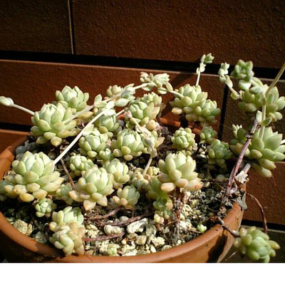 多肉匠】 进口多肉植物 粉蔓/子持白莲/帕米玫瑰 ...