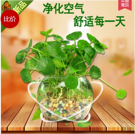 铜钱草水培植物室内盆栽花卉绿植盆景防辐射套餐绿净化空气金钱草