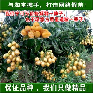 批发黄皮果树苗/无籽黄皮果/果形大果肉多味道甜/回味无穷