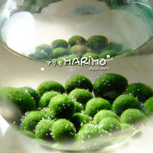 包邮 marimo幸福海藻球裸球创意水培迷你植物苔藓微景观生态瓶 9.9
