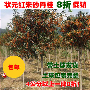 状元红桂花树苗大树1-10公分八月金桂朱砂四季血丹桂盆栽庭院批发