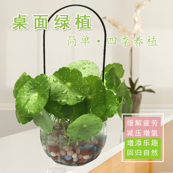 盆栽铜钱草金钱草水培植物花卉室内办公室植物花种子根茎