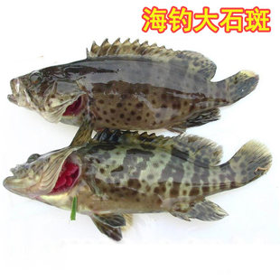 湛江野生海鱼 龙趸石斑鱼 龙趸鱼 龙胆鱼 大石斑鱼 鲜活切块 鱼片