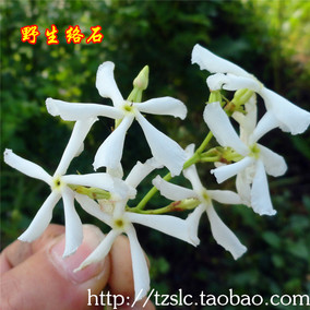 正品[络石盆景]络石盆景图片评测 络石盆景修剪