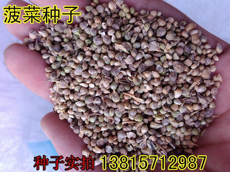 大圆叶菠菜种子 阳台种菜种子 富含维生素铁 极易种植 补血食材