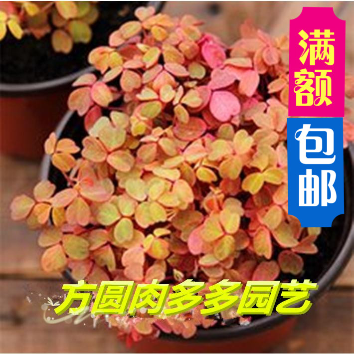 小红枫花苗 熔岩 三叶草幸运草花苗 多年生小盆栽酢 _图片
