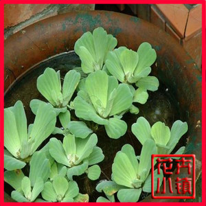 【水生植物花卉图片】水生植物花卉图片大全