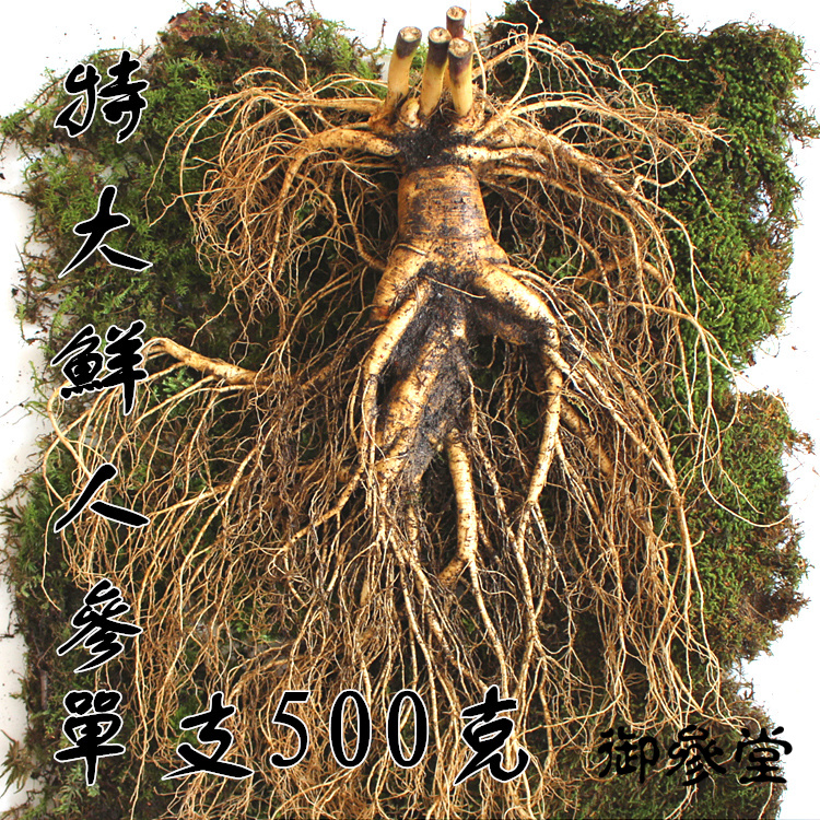 长白山特大鲜人参 15年根单支500克现挖带土新鲜人参王送礼佳品