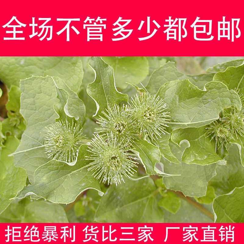 牛蒡子种子 野生特菜 大力子 养心养性降血压 五行汤原料 袋装5克