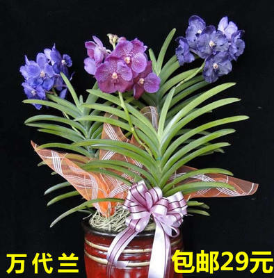 包邮纯种可开花大棵万代兰 琴唇万代兰 串花万代兰大花万代兰兰花