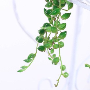 情人泪珍珠吊兰 多肉植物佛珠防辐射吸甲醛净