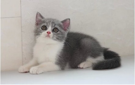 热销宠物猫 英国短毛猫蓝白幼猫_易购客 银渐