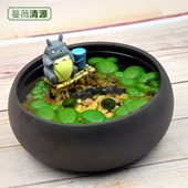 Marimo海藻球水培植物微景观生态瓶办公室小盆栽创意DIY小鱼缸