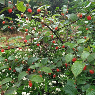 野生果树苗 野草莓 红树莓苗 盆栽树莓 带根