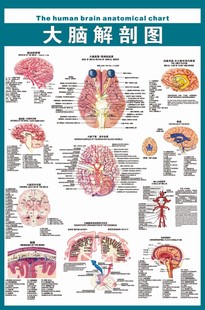 心脑血管知识海报宣传画挂图医学《大脑解剖图》60cmx90cm写真图