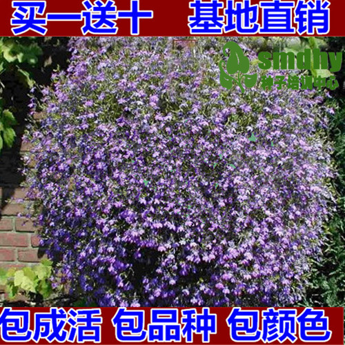 进口多年生半边莲翠蝶花六倍利种子【凤凰】阳台盆栽垂吊香草花卉