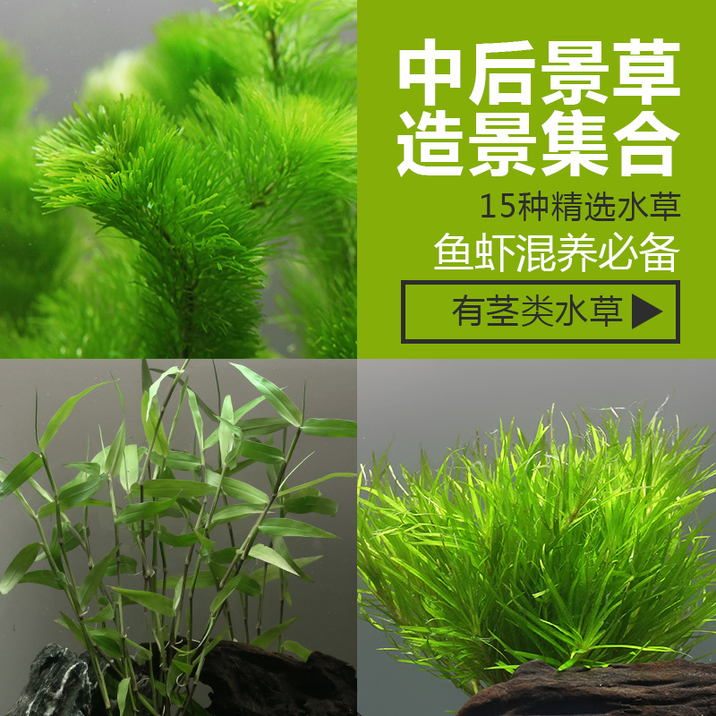 中后景水草绿红松尾红菊水罗兰南美青竹红丁香绿菊蜈蚣草宫廷2029