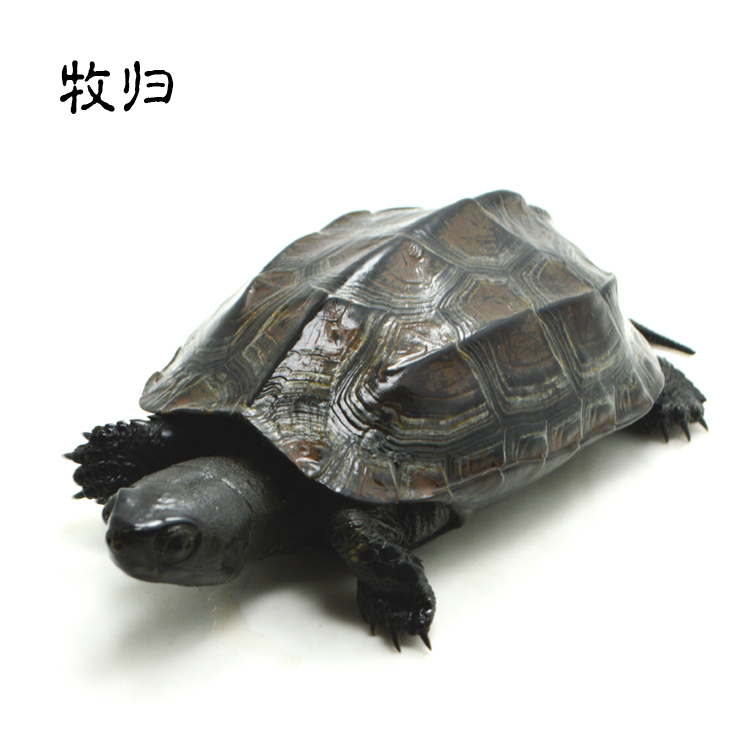 正品[乌龟壳鼠标]乌龟壳评测 乌龟壳变软图片