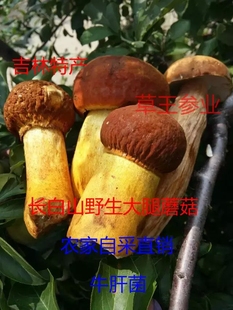 东北长白山特产野生大腿蘑菇精选牛肝菌山珍美味农家自采直销