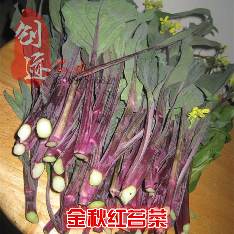 【金秋红苔菜】武汉特色菜 红菜苔种子 红苔菜 补血益肾 提神健胃