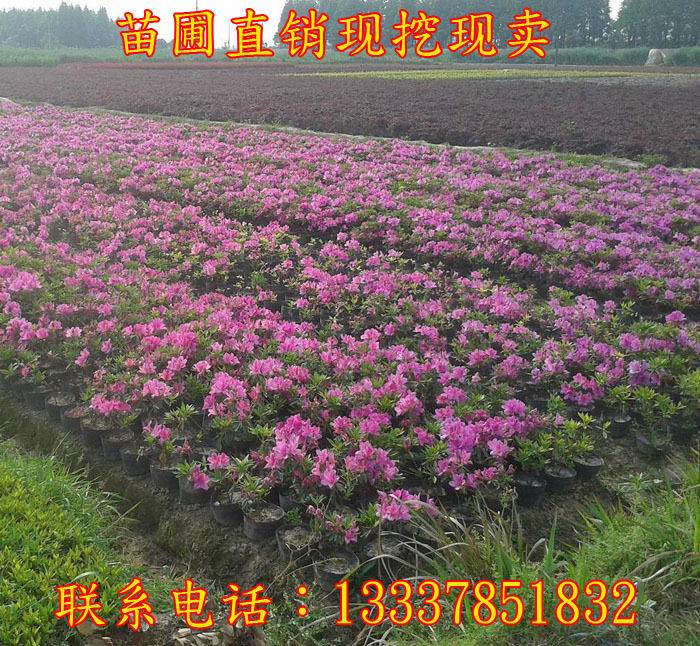 毛杜鹃小苗 毛娟花苗 绿化工程苗紫娟苗杜娟花别墅庭院四季长青