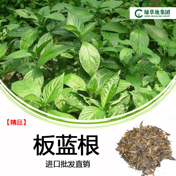 批发中药材种子批发板蓝根种子纯新籽13/斤大青叶蓝靛青药食兼用