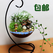 迷你盆栽 DIY植物 苔藓生态瓶 生日礼物 包邮 创意植物 微景观
