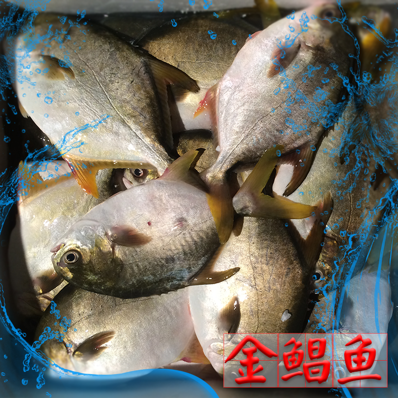 湛江特产金鲳新鲜冰鲜鲳鱼金鲳鱼冰冻海鱼海货水产鲜