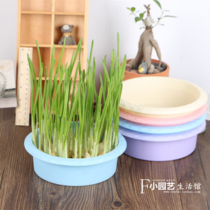 【水仙花花盆图片】水仙花花盆图片大全