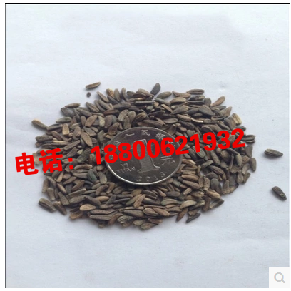 牛蒡子种子 大力子 恶实 牛蒡 恶实 东洋参 东洋牛鞭菜 牛蒡根