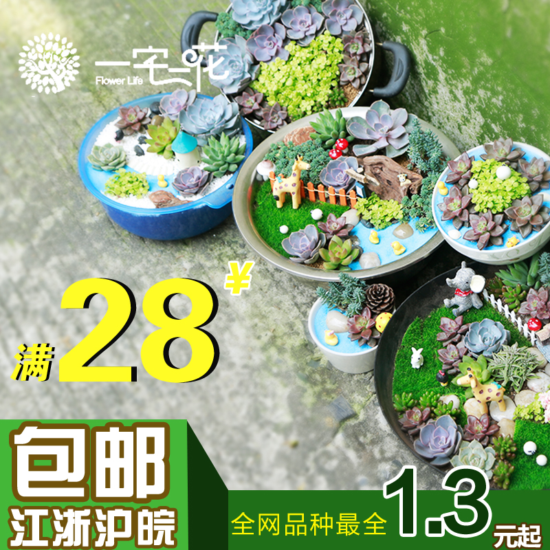 特价【Z24款常见多肉植物】肉肉植物组合 室内花卉植物 花盆盆栽