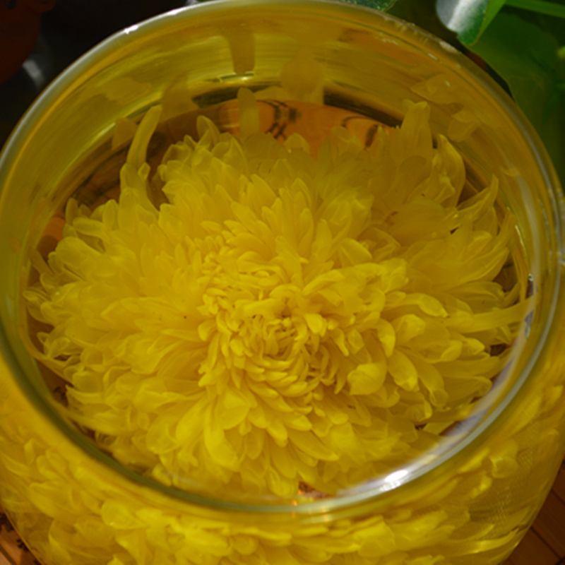 江西金丝皇菊花尚品礼盒特级修水晓起婺源黄菊花大菊花茶一朵一杯