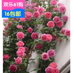 正品[攀藤月季]攀藤网评测 攀藤花卉图片