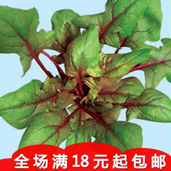 【丹麦红莲草】救心草 红梗菠菜种子 补血补钙 软化血管 保健蔬菜