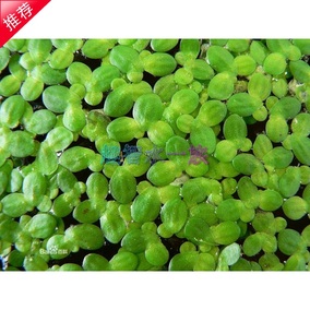 正品[小浮萍]小浮萍怎么养评测 浮萍是什么意思