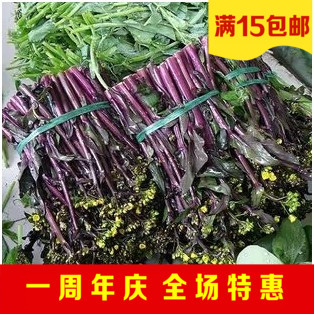红菜苔种子 阳台蔬菜种子 金品十月红菜苔 补血益肾 提神健胃