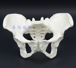 自然大男性骨盆标本模型 标准人体骨骼模型 髂骨坐骨耻骨演示模型