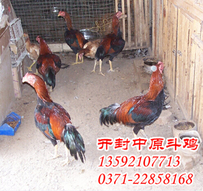 中原斗鸡青年鸡 7个月