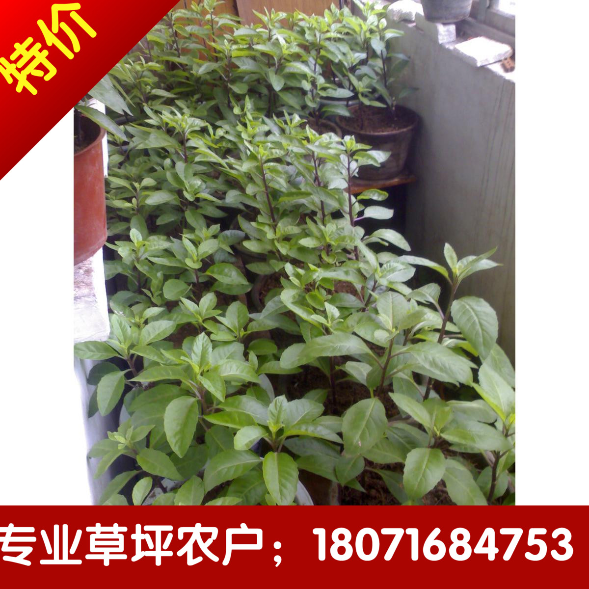 明月草 ,金鸡毛草,神奇救命草 降糖降压草,红茎种苗/10棵起拍